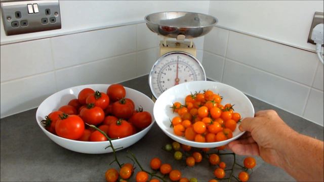 Grow Tomatoes, 3 of the best, some Small some Big some Enormous смотреть онлайн