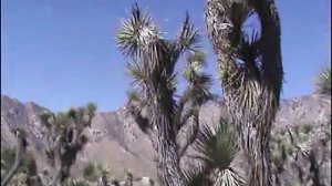 Дерево Джошуа. Joshua Tree