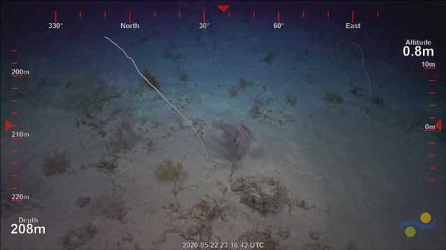 ROV SuBastian Dive 361 - Willis Islet, Queensland Plateau, Australia - FK200429 смотреть онлайн