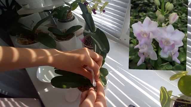 Что с деткой орхидеи ЛЕГАТО? / Осмотр и уход за азиатскими подростками ? смотреть онлайн