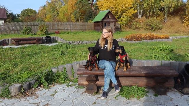 Ягдтерьер | Все о породе