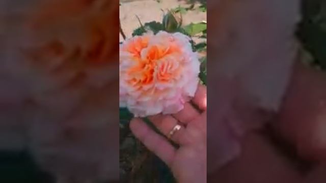 Роза Джеф Артист Jef l'Artiste смотреть онлайн