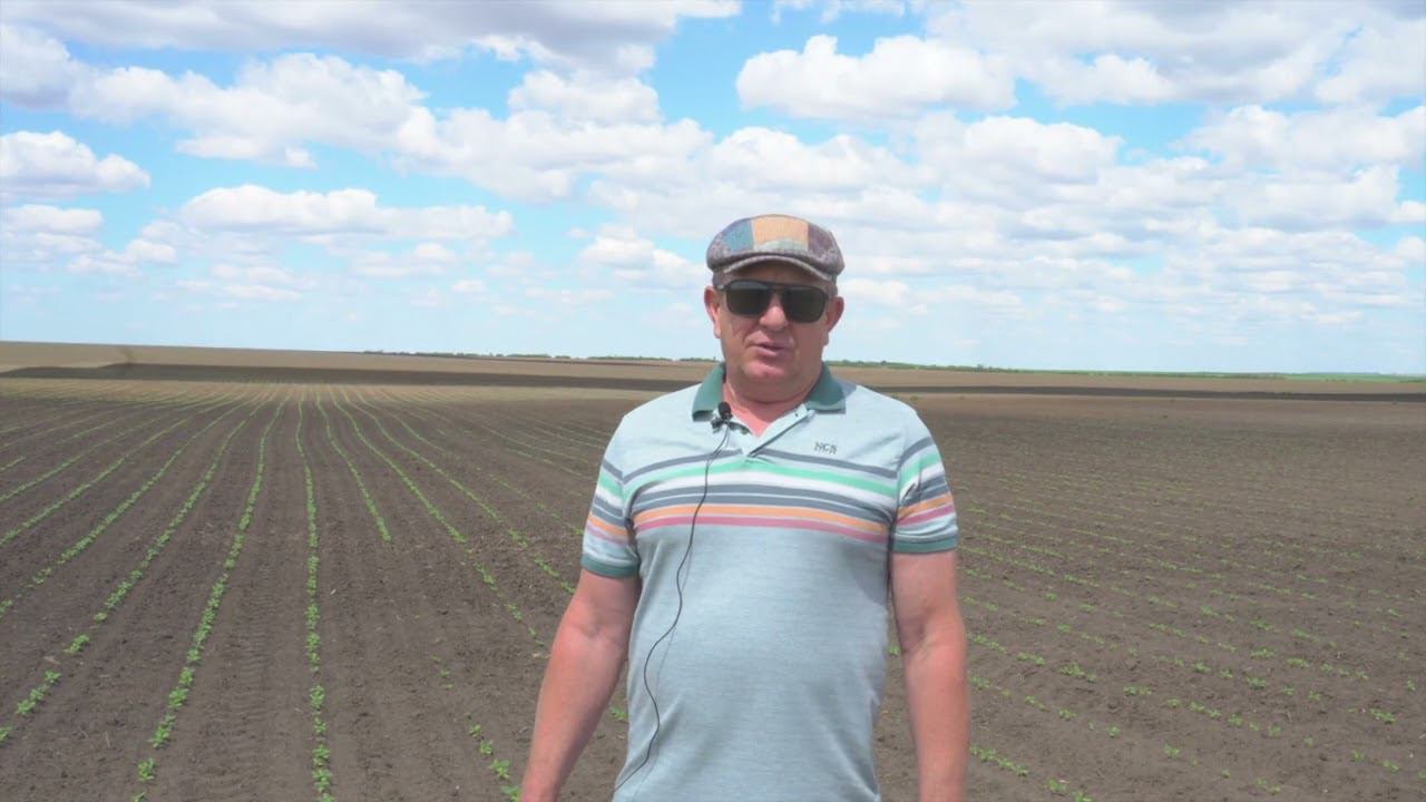 Всходы подсолнечника. Отзыв о работе пневматической сеялки анкерного типа PLANTER A 