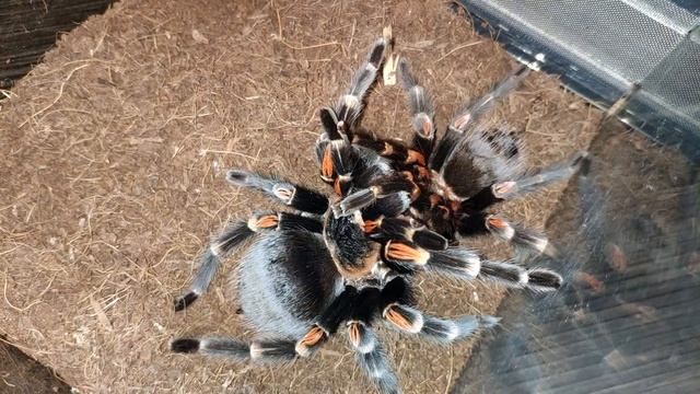 Ссаживаем самца и самку паука птицееда Brachypelma auratum. Tarantula смотреть онлайн