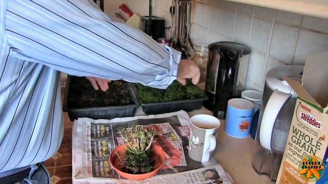 Let's Experiment With Dendrobium cuthbertsonii смотреть онлайн