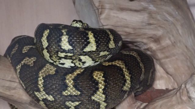 Carpet Python Care and Setup смотреть онлайн