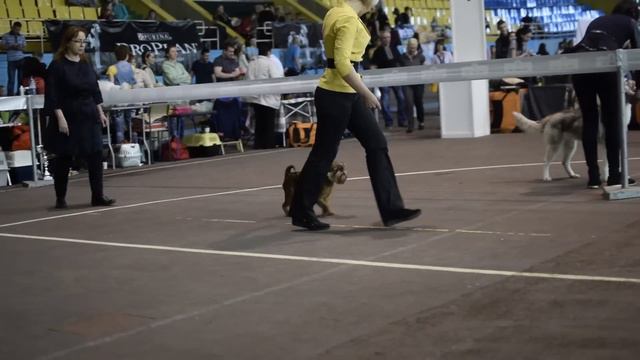 Lviv 2x CACIB 2015 смотреть онлайн