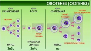 Биология, 10 класс. ГАМЕТОГЕНЕЗ. ОПЛОДОТВОРЕНИЕ