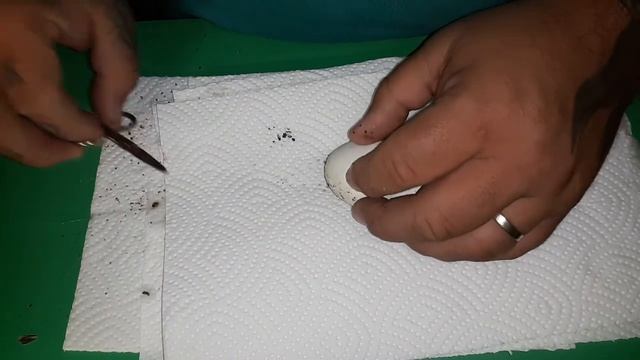 Ball Python Clutch #13 - Female Sable bred to 3 Males - 8 eggs смотреть онлайн