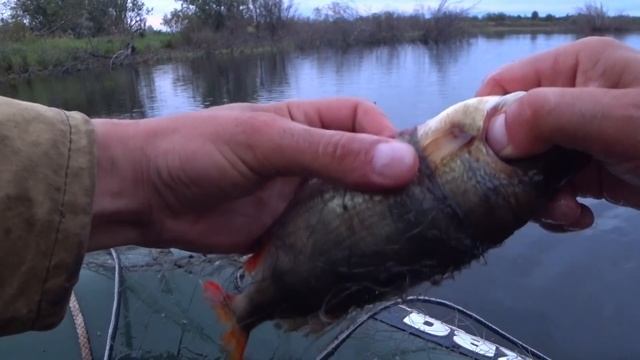 ПОСТАВИЛИ СЕТИ НА ОЗЕРЕ И ЧТО ВЫШЛО? ВЕЧЕРНЯЯ ПРОВЕРКА СНАСТЕЙ С ЛОДКИ / РЫБАЛКА СЕТЯМИ НА СЕВЕРЕ. смотреть онлайн