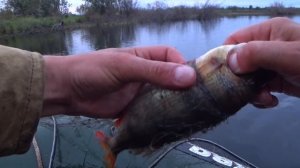 ПОСТАВИЛИ СЕТИ НА ОЗЕРЕ И ЧТО ВЫШЛО? ВЕЧЕРНЯЯ ПРОВЕРКА СНАСТЕЙ С ЛОДКИ / РЫБАЛКА СЕТЯМИ НА СЕВЕРЕ.