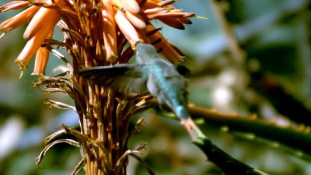 Hummingbird drinking from Flower смотреть онлайн