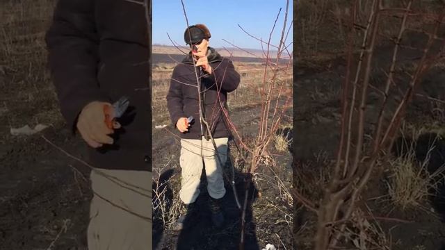 Обрезка сливы. Стенлей. смотреть онлайн
