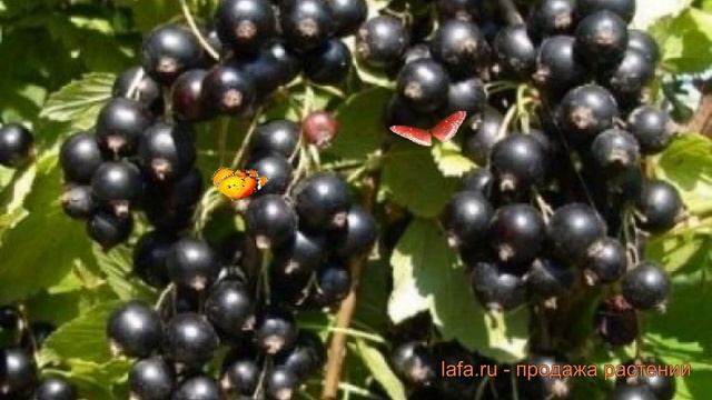 Смородина черная Глариоза (ribes nigrum) ? Глариоза обзор: как сажать, саженцы смородины Глариоза смотреть онлайн