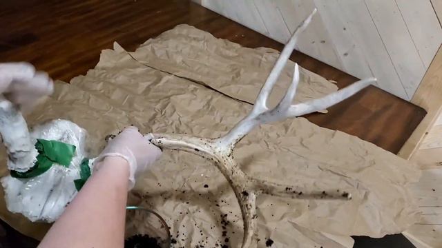 Color Old Deer Antlers | How to use COFFEE to Restore Tone to Sunbleached Sheds and Deadheads смотреть онлайн