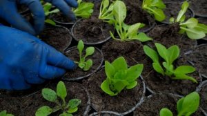 Как вырастить красивую кустовую петунию! Пришло время пикировать петунию в стаканы.