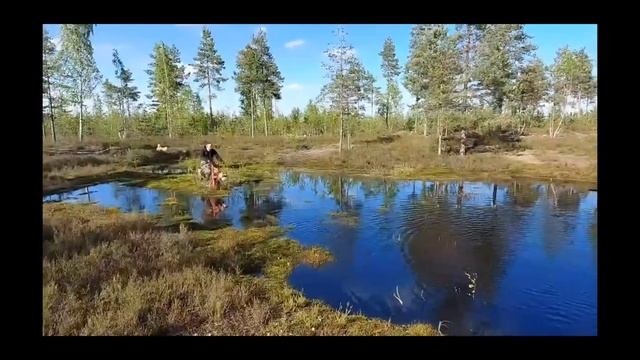 Лесной Кот преодолевает брод смотреть онлайн