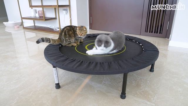 Cats Excited By Trampoline! смотреть онлайн