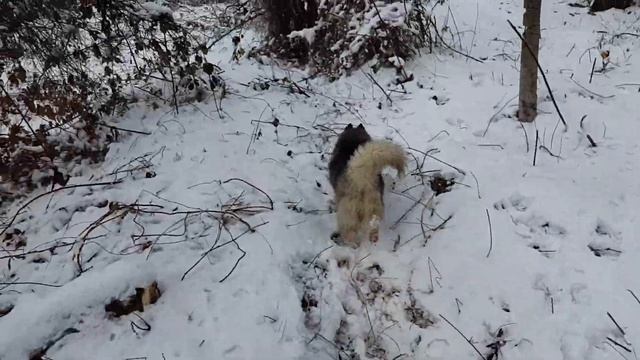 Собака хаски скрещивание с маламутом..