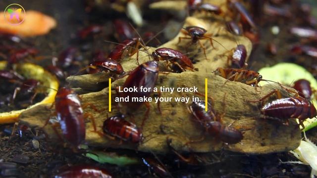Cockroach Symbolism