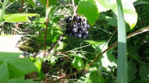 СМОРОДИНА ЧЁРНАЯ. СМОРОДИНА ЯДРЕНАЯ.