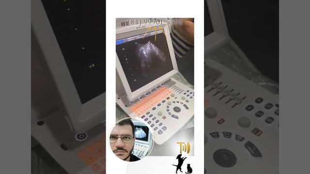 Ultrassonografia para cãe e gatos. 84999615394 Casa, clínica e hospital. смотреть онлайн