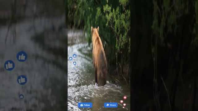 Adorable Bear Cubs Enjoy Playful Swim in the Water смотреть онлайн