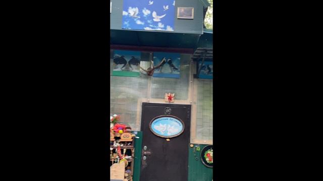 Уникальная голубятня. Юг Москвы смотреть онлайн