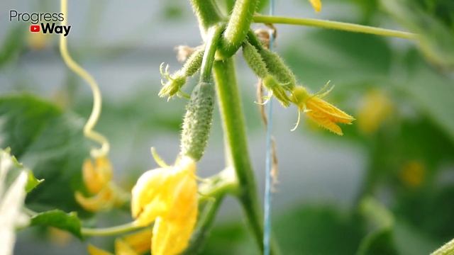 Всего 1 Чайная Ложка И Огурцы Дают Урожай Даже Зимой! смотреть онлайн
