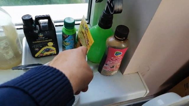 Пеларгонии)) Какие они сейчас))) Каллиопа набирает бутоны)) смотреть онлайн