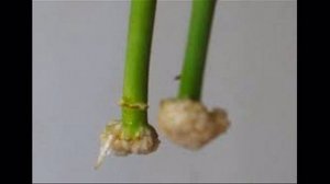 Как укоренить РОЗЫ из БУКЕТА