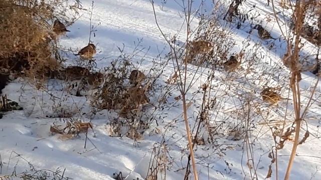 Домовые воробьи смотреть онлайн