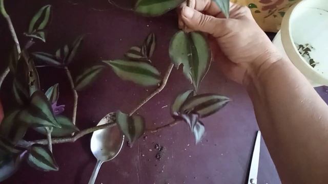Традесканция Зебрина, размножаю от маленького черенка ? смотреть онлайн