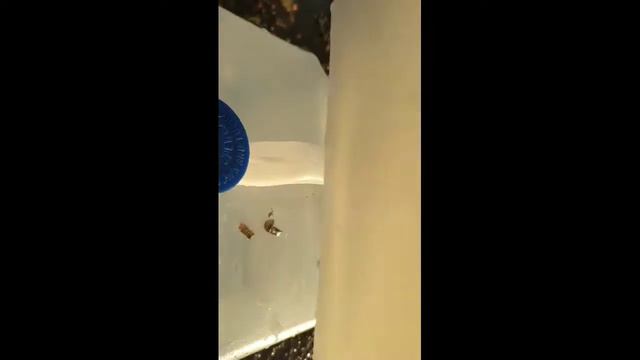 Do 22 bullets expand? смотреть онлайн