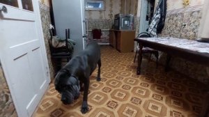 КАНЕ КОРСО ДРЕССИРОВКА. Дурацкие команды Воспитание щенка(мой опыт)