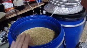 Не получилось осахарить кукурузу ферментами.