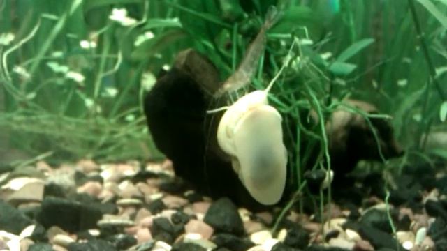 Креветка катается на ампулярии смотреть онлайн