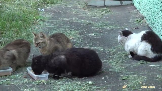 Greedy Black Cat Attacked to Other Cats смотреть онлайн