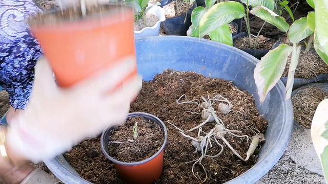 SA PAMAMAGITAN NG MGA BILOG BILOG NA ITO MABILIS TAYONG MAKAKAPAGPADAMI NG ZZ PLANT/WELCOME PLANT смотреть онлайн
