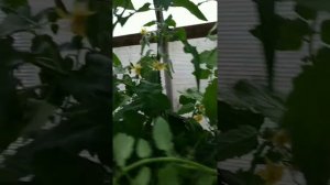 Технология выращивания томата Джек Пот от Нины . С.