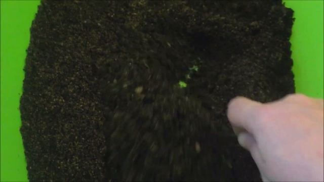 Колеус. Выращивание колеуса из семян.