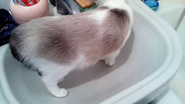 Кошка сноу шу хочет купаться,а воды горячей нет смотреть онлайн