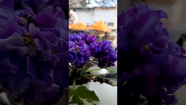 Новая химера СвМ-Містік Топаз