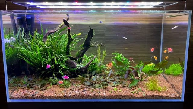 Купил яреньких ! Тернеция глофиш GloFish, Данио глофиш, Сиамский водорослеед!