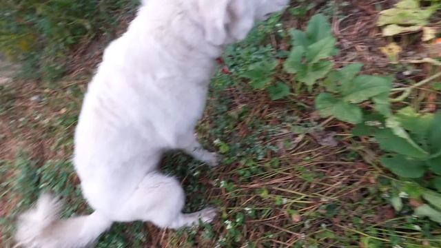 My Guard Dog's Name is Toby (And I love him.) смотреть онлайн