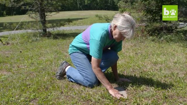 Our Big Bear Family смотреть онлайн
