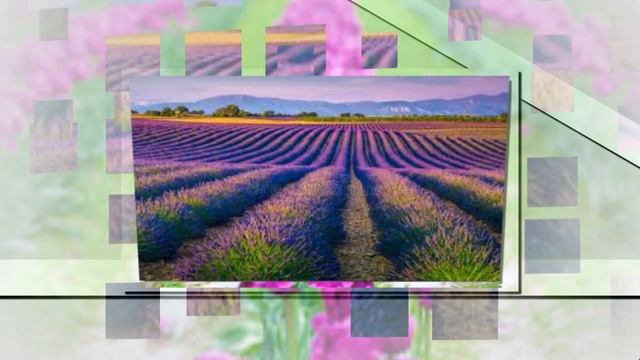 Цветущие луга и поля Краски прошедшего лета! смотреть онлайн