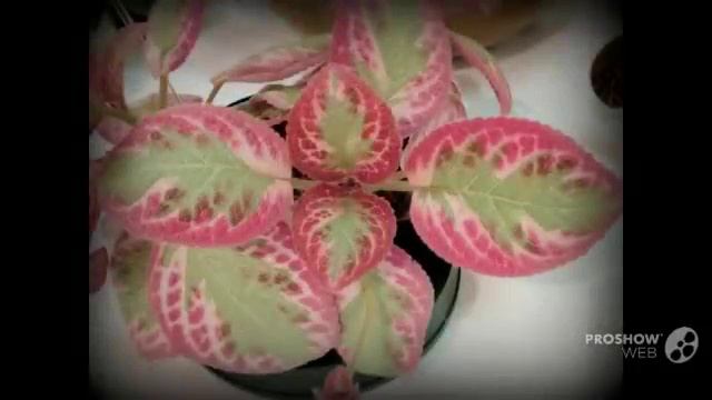 Episcia - garden plants смотреть онлайн