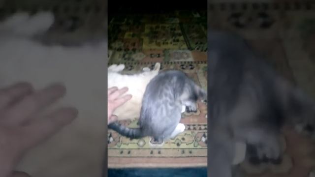 Жесть, слабонервным не смотреть! Кот съел кота смотреть онлайн
