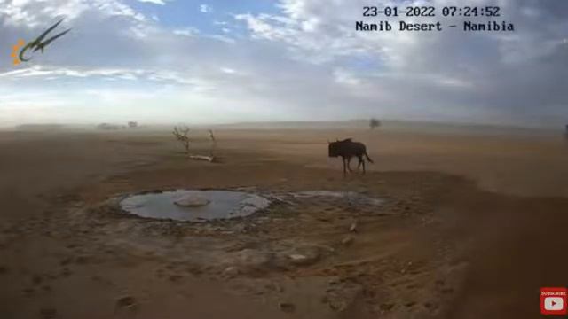 Геркулес(антилопа гну)в пыльную бурю у водопоя пустыни Намиб смотреть онлайн
